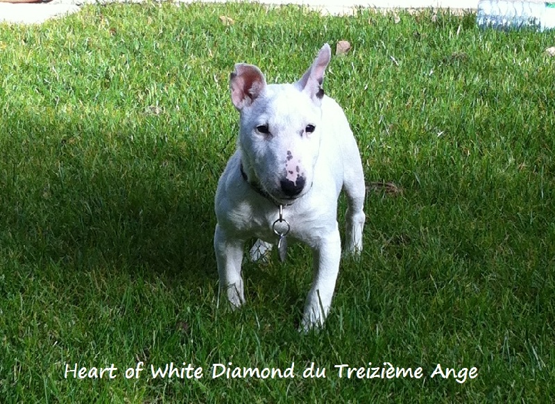 Heart of white diamond Du treizieme ange