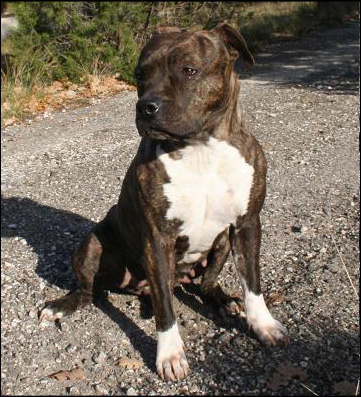 Vahiné Du treizieme ange