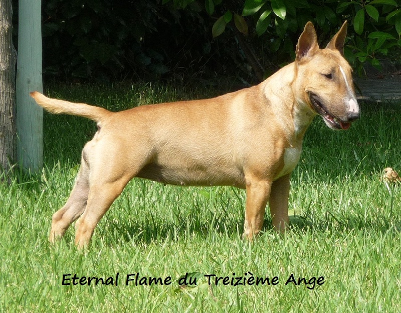 Eternal flame Du treizieme ange