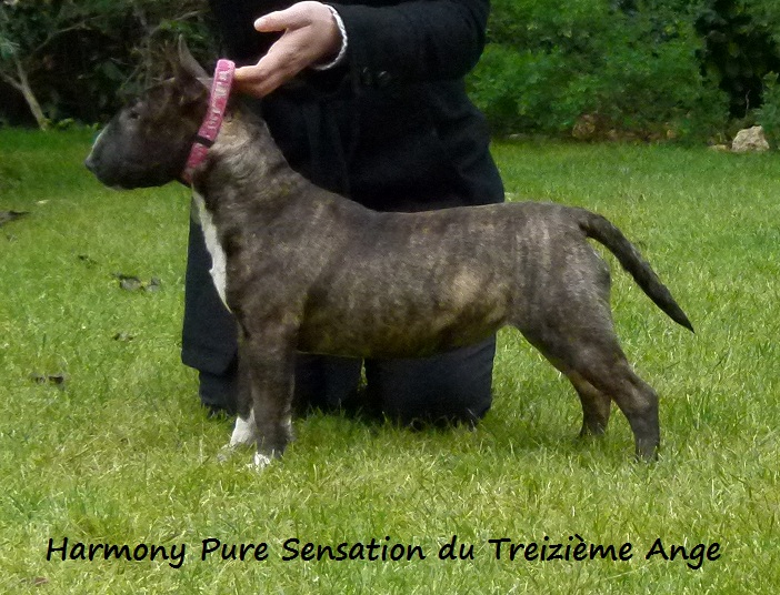 Harmony pure sensation Du treizieme ange