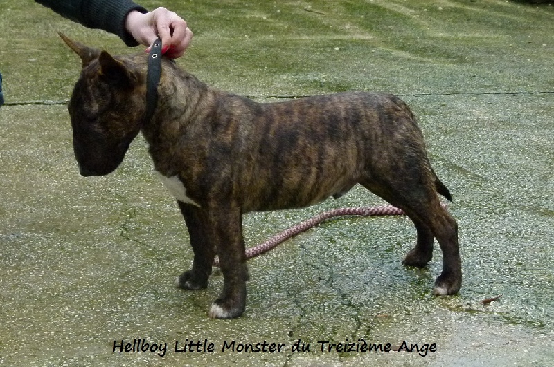 Hellboy little monster Du treizieme ange