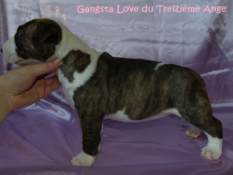 Gangsta paradise Du treizieme ange