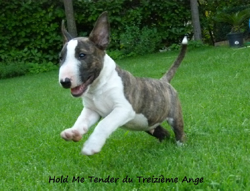 Hold me tender Du treizieme ange