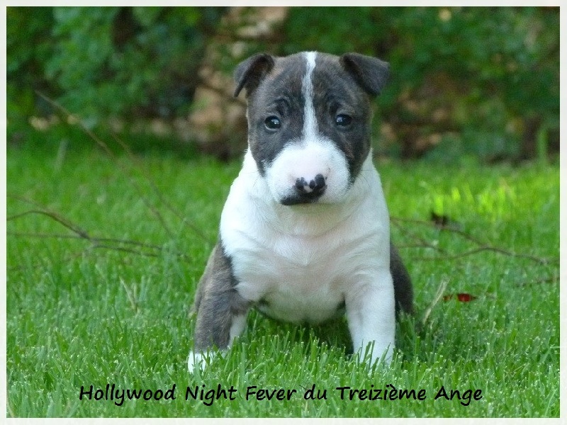 Hollywood night fever Du treizieme ange