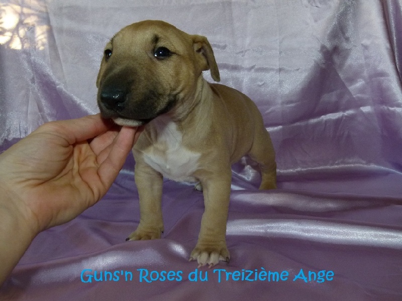 Guns'n roses Du treizieme ange