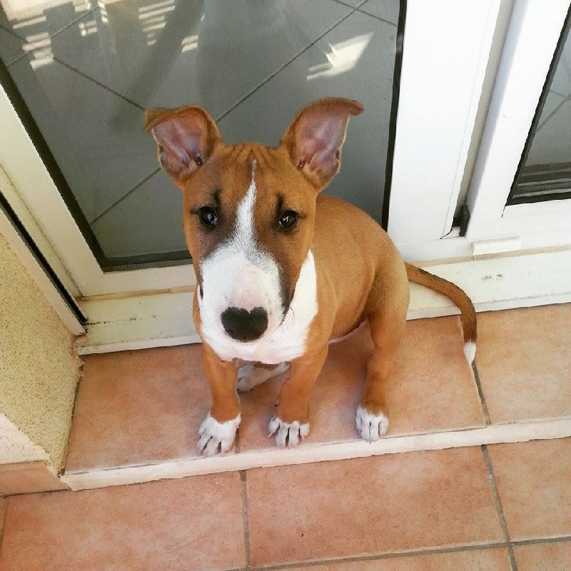 Lexus precious girl Du treizieme ange