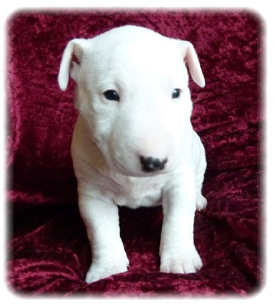 Layzee white edition Du treizieme ange