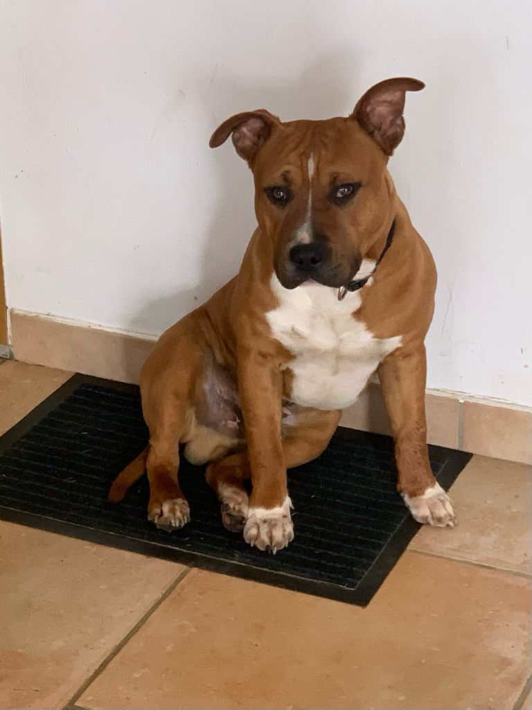 Du treizieme ange - Chiots disponibles - American Staffordshire Terrier